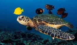 海龟爸爸爆料视频大全播放